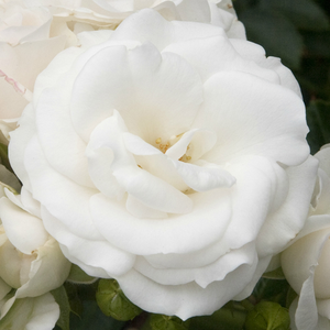 White Magic - róża - www.karolinarose.pl